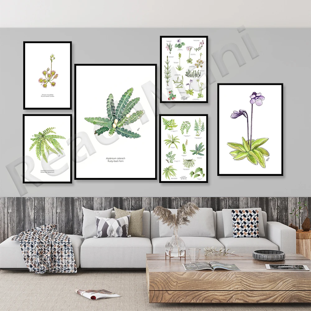 

Carnivorous plant poster, sundew, fern illustration, wetland poster, Pinguicula, watercolor carnivorous plant, botany
