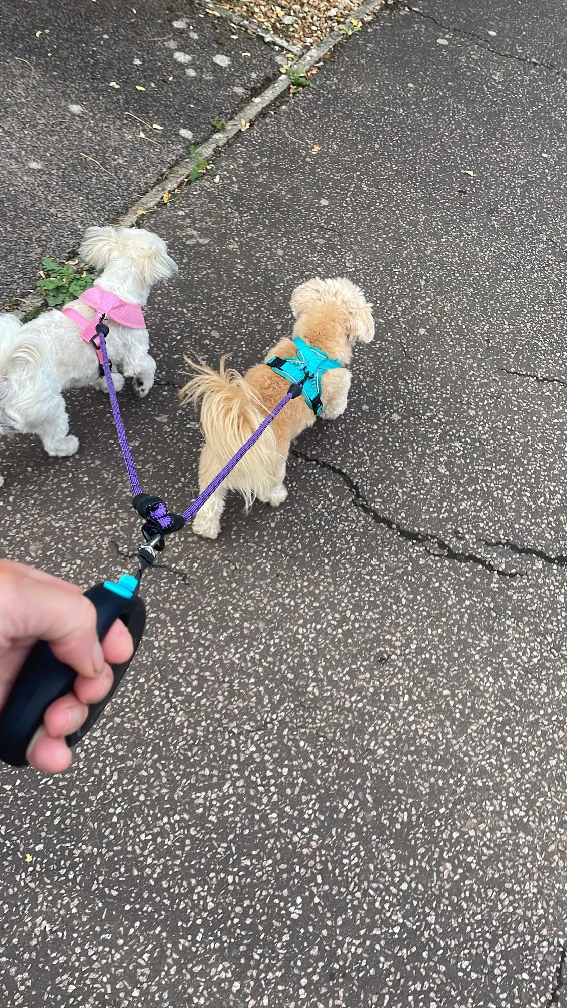 Harnais réglable pour petit chien et chat + laisse – Gilet pour Chihuahua, Bouledogue français, Carlin, promenade extérieure confortable photo review