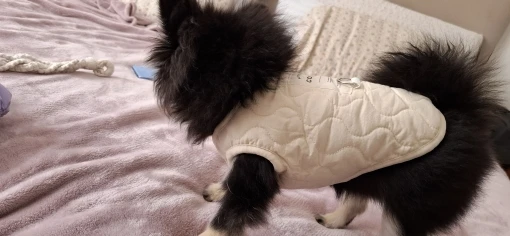 Golden Winter Warmth, Vest Coat with D-Ring for Your Pup photo review