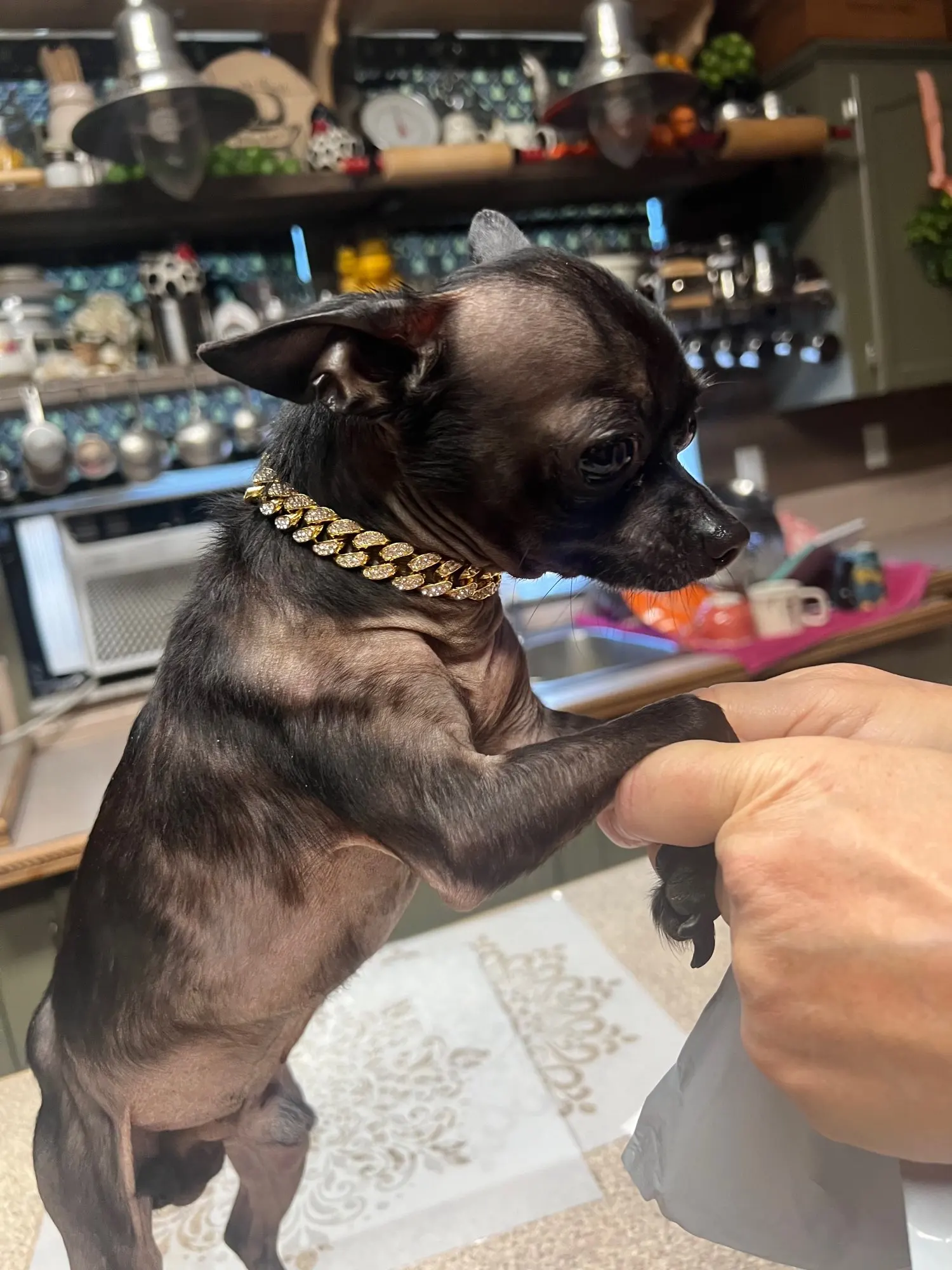 Pawsomenook™ - Crystal Collar Jewelry For Dogs And Cats.