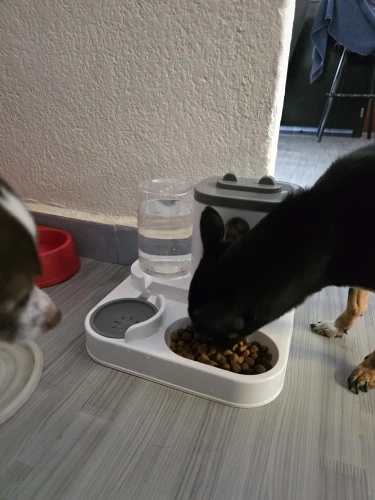 Automatic Feeder Dog Cat Food Bowl With Water Fountain Large Capacity Pet Food Storage Dispenser Container Puppy Pet Accessories