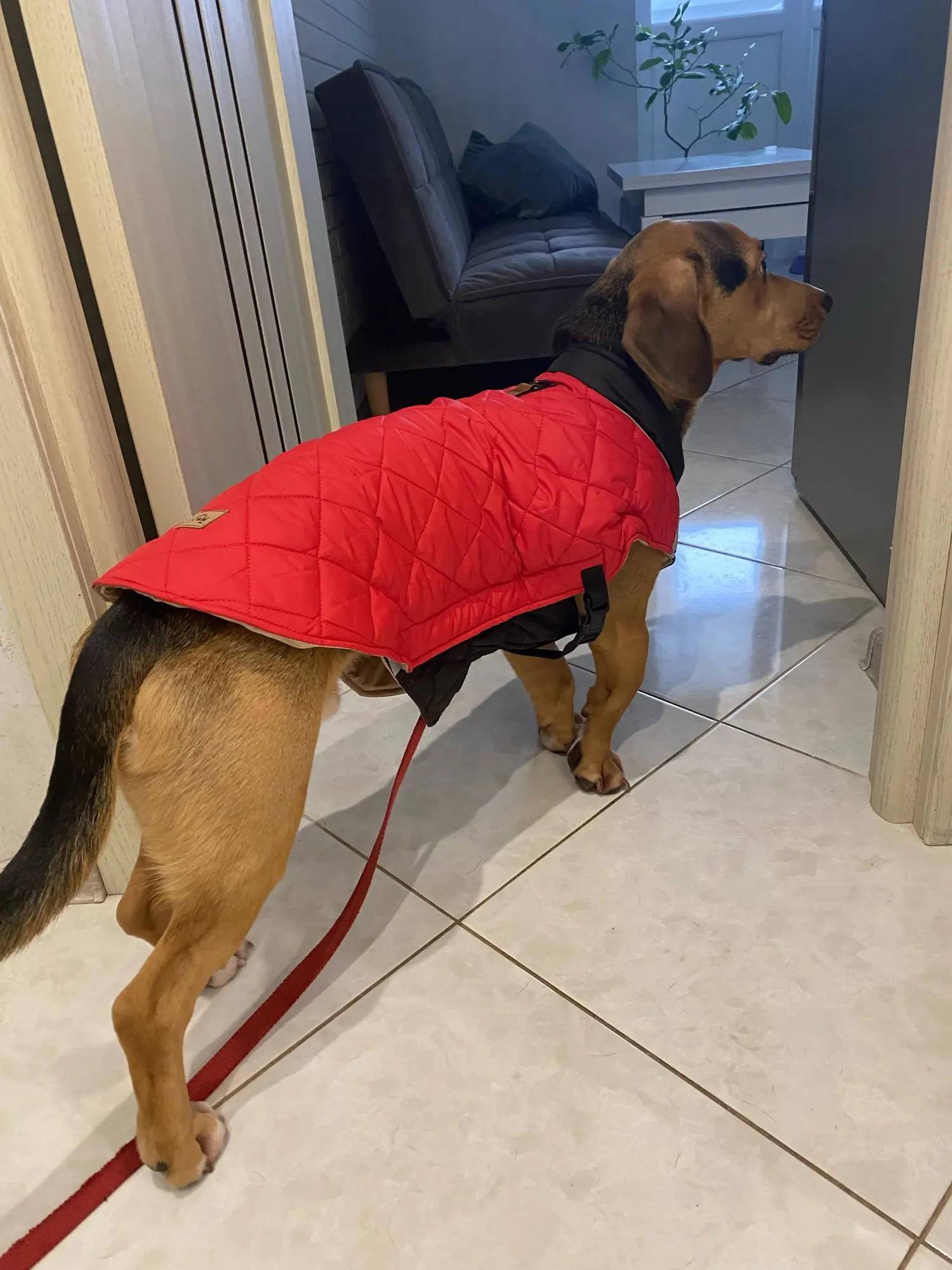 Warm Paws Winter Vest,  Cozy, Waterproof, and Reflective for Dogs of All Sizes photo review