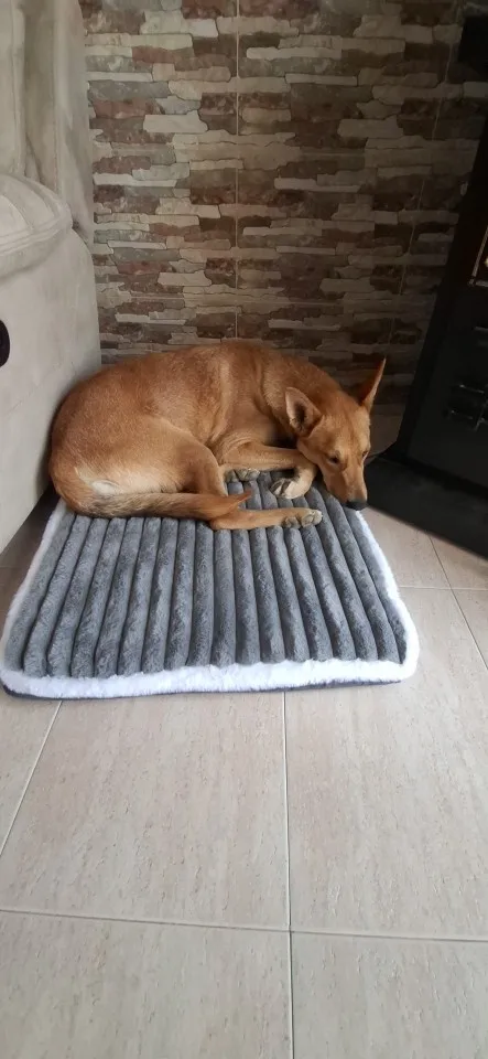 Dog Bed Mat with Zipper Remolvable Elastic Cat Bed for Dog Sleeping Mat photo review