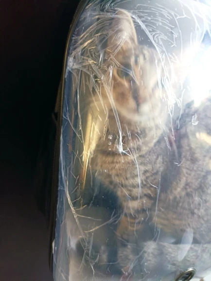 🐱 תיק חתול שקוף – מסע נעים ובטוח לחתול או כלב קטן! תיק נושאת נסיעות עם עיצוב נשימתי לשמירה על נוחות ורווחה. ✨
