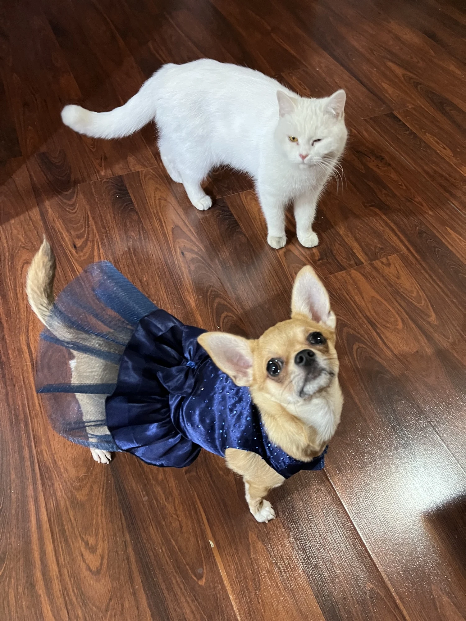 Luxury Princess Dress For Dog photo review