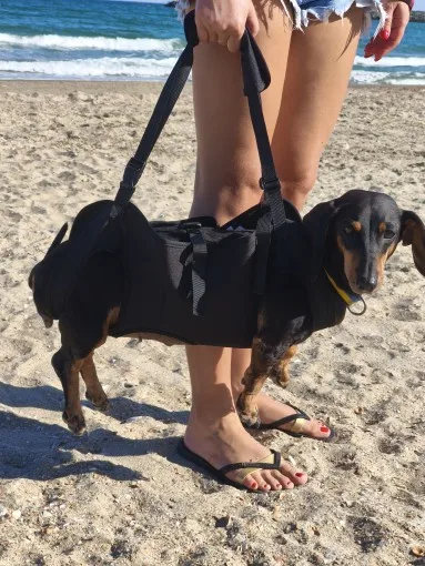 "Gentle Support Harness for Aging Dogs – Walk Together Again | The Loyal Heart"