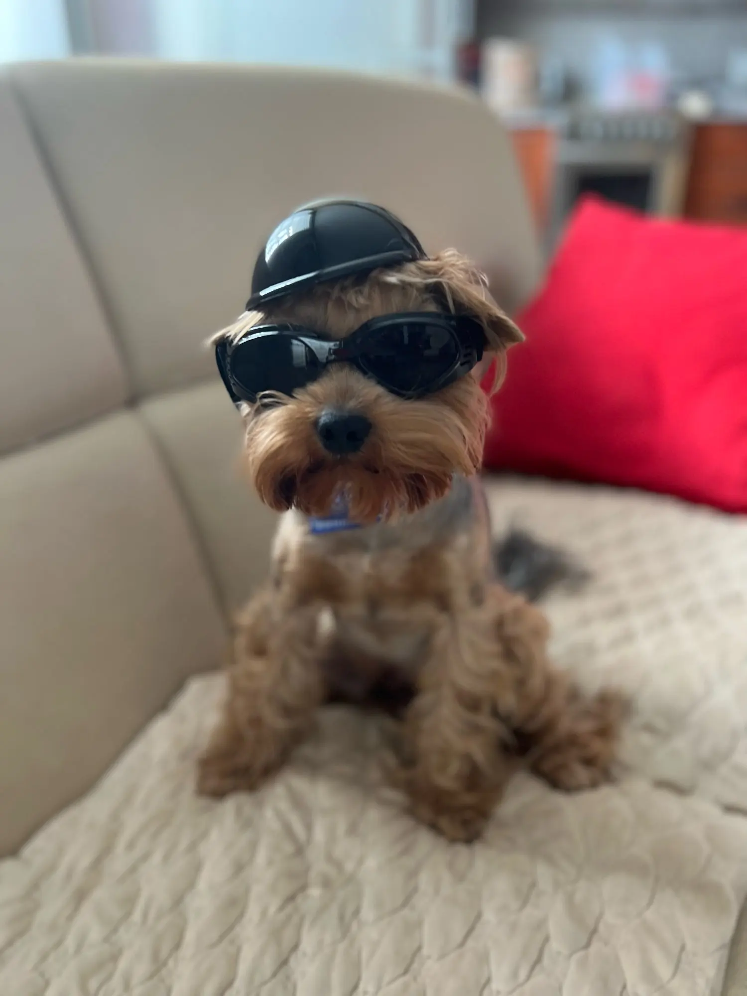 Cool Helmets For Dogs - Decorative Toy Accessories photo review