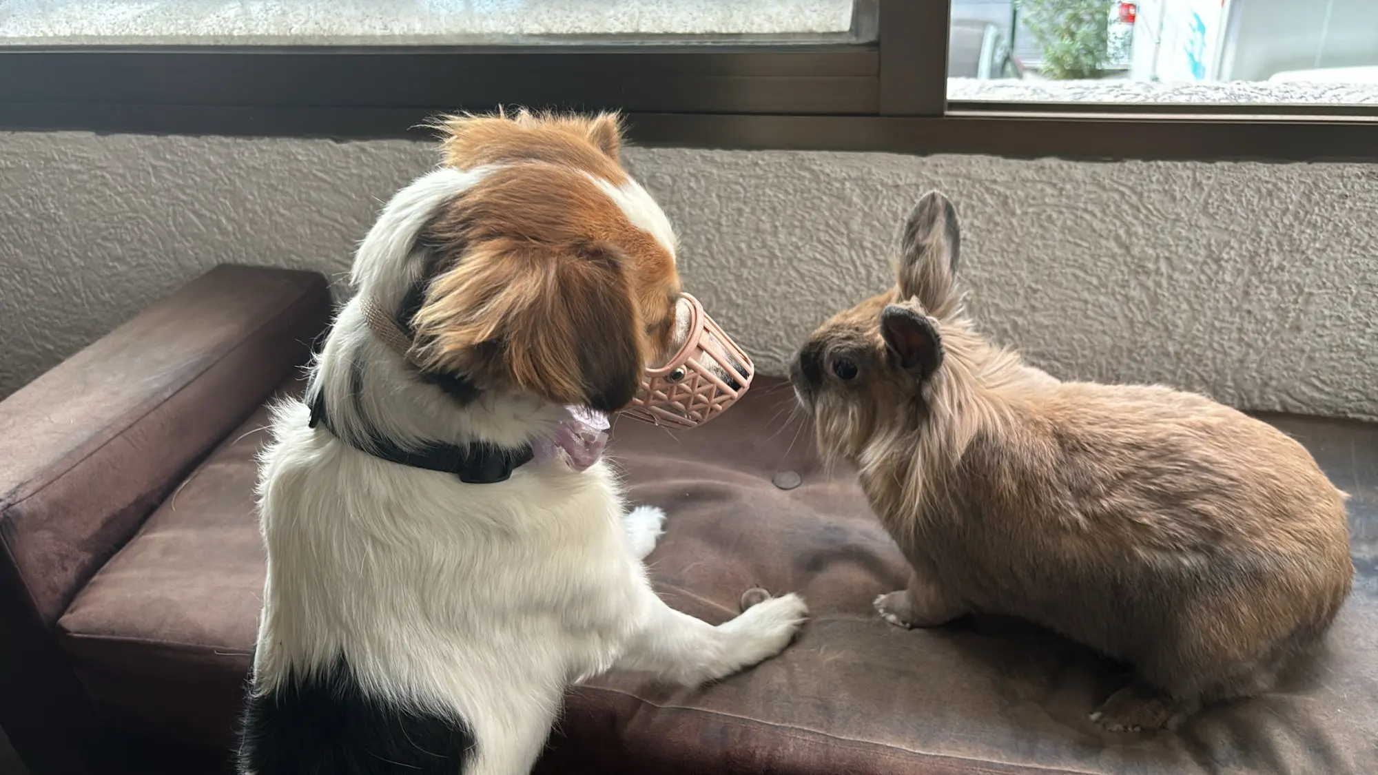 Muselière pour chien réglable