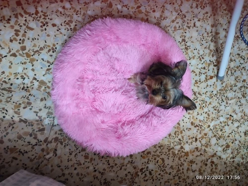 Donut Mand Dog Accessories for Large Dogs Cat's House Plush Pet Bed for Dog XXL Round Mat For Small Medium Animal Calming 100CM photo review