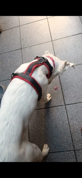 Comfortable Vest with Handle for No-Pull Walking and Training, Ideal for Dogs of All Sizes photo review