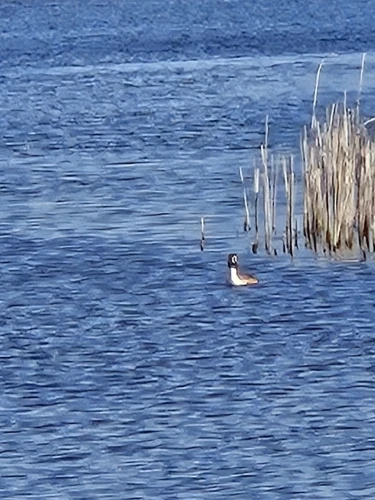 Women's High Waist Seamless Yoga Leggings photo review