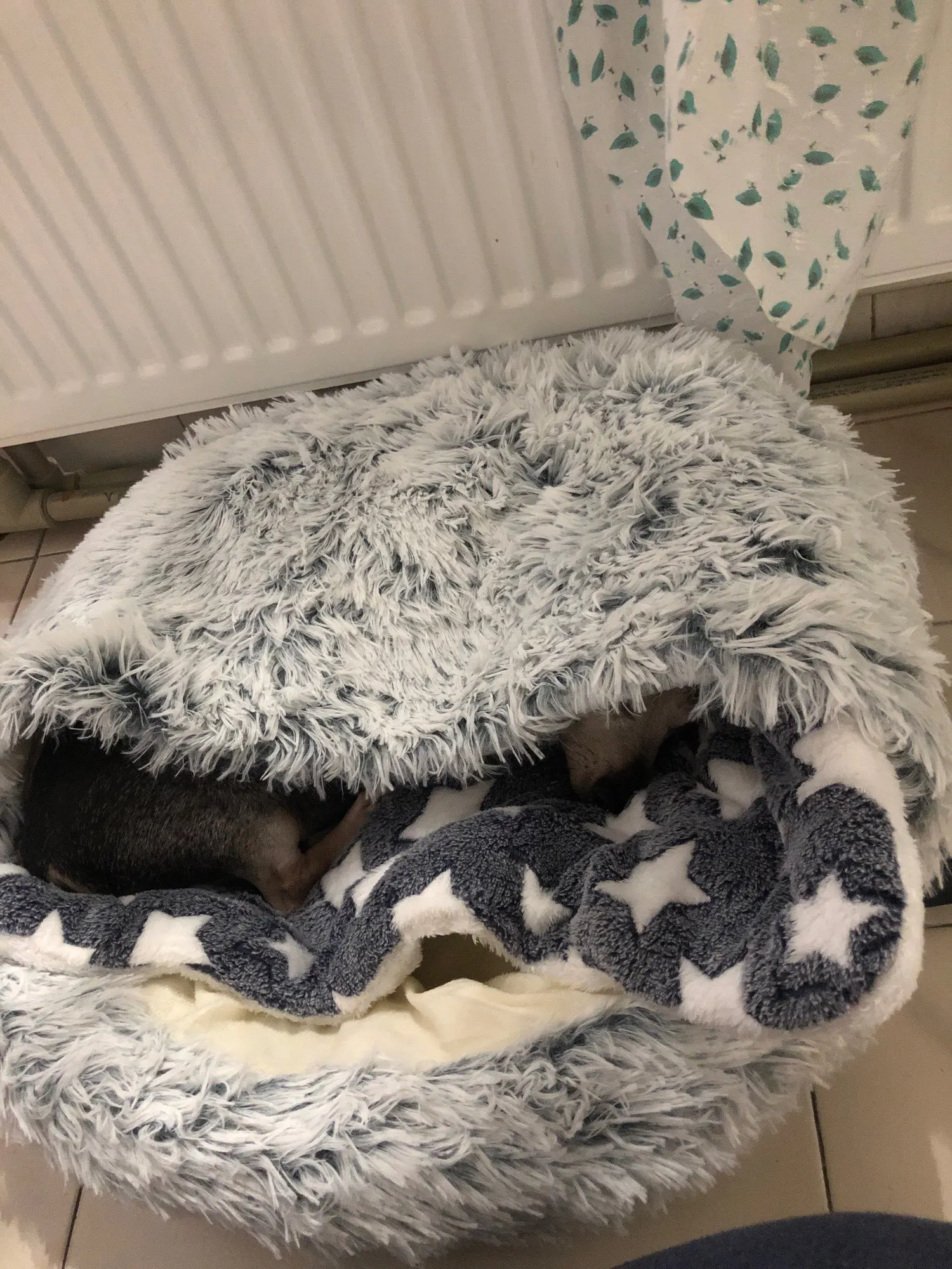 Cozy Calming Cat Blanket Basple