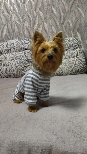 Soft Pajama - Plaid Jumpsuit For Dog photo review
