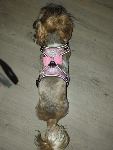 "Sparkle & Safety: Reflective Rhinestone Dog Harness with Bowknot photo review