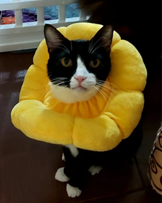 Cute Protective Collar for Wound Healing - Soft Cotton Elizabeth Collar for Pets, Adjustable and Anti-Bite, Providing Comfortable Recovery Protection photo review