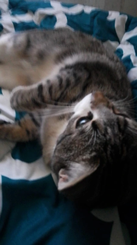 Smart Cat Squeak Ball photo review