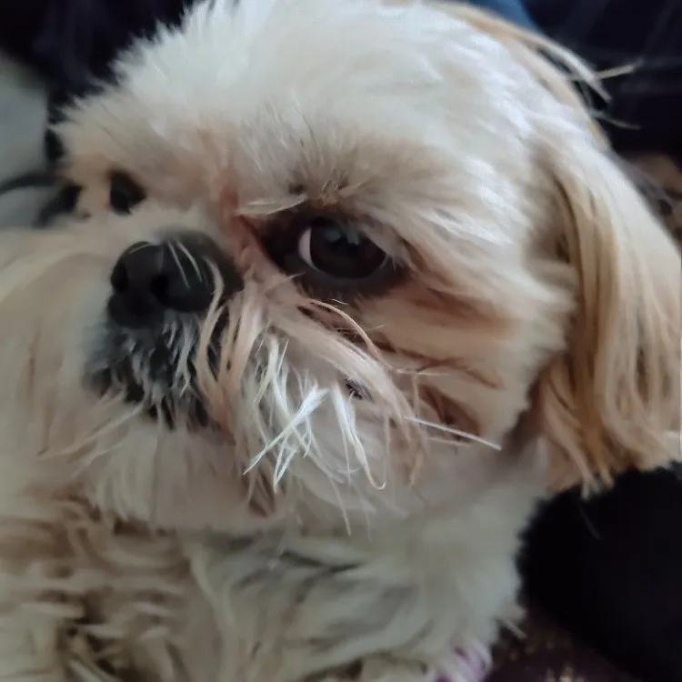 Ginger Hair Care Oil Hair Roots Scalp Treatment Improve Androgenetic Alopecia Scalp Treatment Serum Strengthen Hair Roots photo review