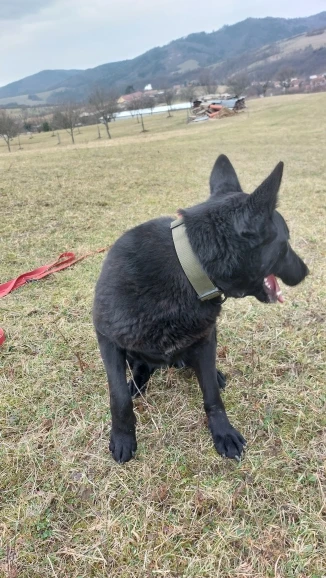 Tactical Paws, Durable Nylon Collar for Large Dogs - Ready for Any Outdoor Adventure photo review