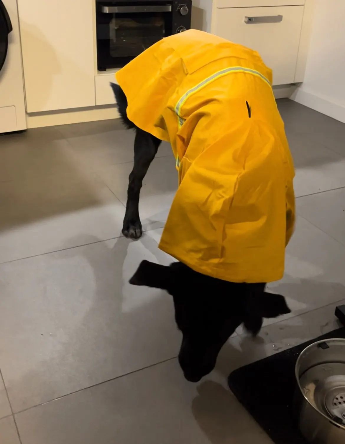 Large Dog Raincoat