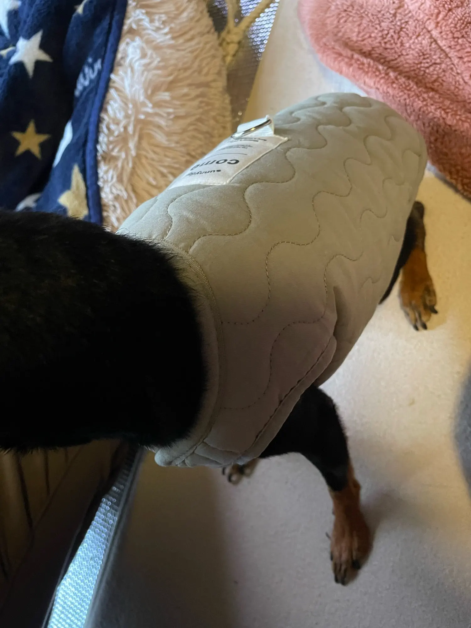 Golden Winter Warmth, Vest Coat with D-Ring for Your Pup photo review