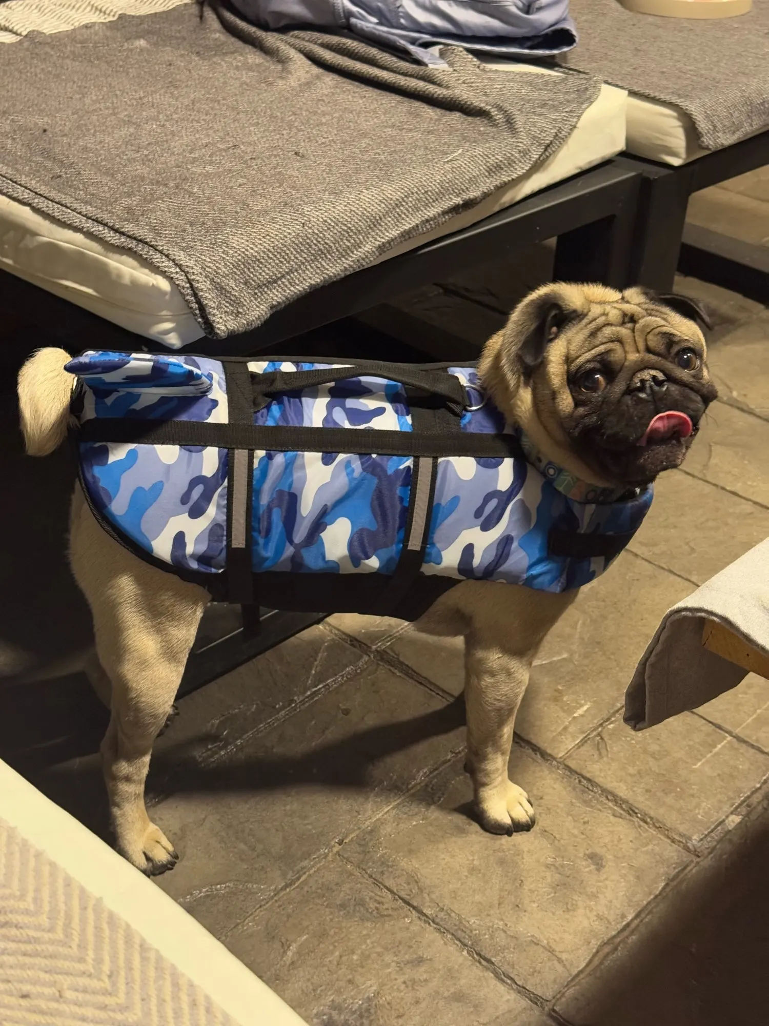 Chaleco Salvavidas Tiburón Con Estillo Para Perro