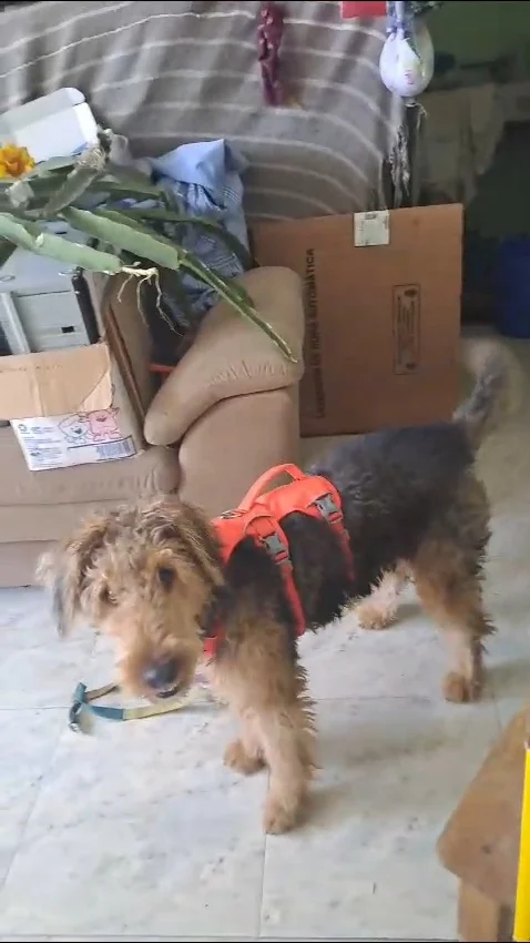 Arnés Duradero Para Perro