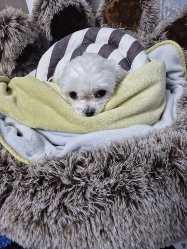 Paw fectly Cozy Pet Sofa: Bear Paw Comfort for Dogs and Cats photo review