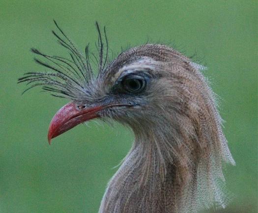 Lightdow 420-800mm F8.3-F16 Manual Zoom Telephoto Lens photo review