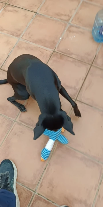 Juguetes indestructibles para perros y gatos, masticadores agresivos, juguetes para masticar y chupar, muñecos de peluche interactivos, productos para mascotas photo review