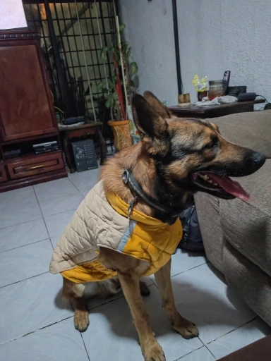 Warm Paws Winter Vest,  Cozy, Waterproof, and Reflective for Dogs of All Sizes photo review