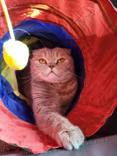 Cat Tunnel Foldable Cat Tunnel Pet Supplies Cat S T Y Pass Play Tunnel Cat Toy photo review