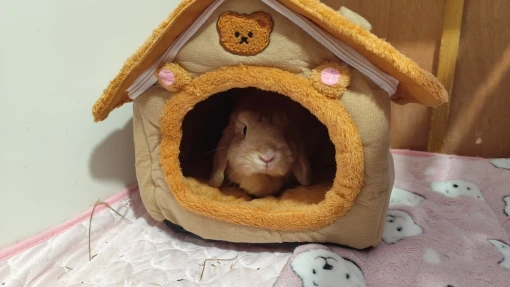 Cozy Foldable Pet House photo review