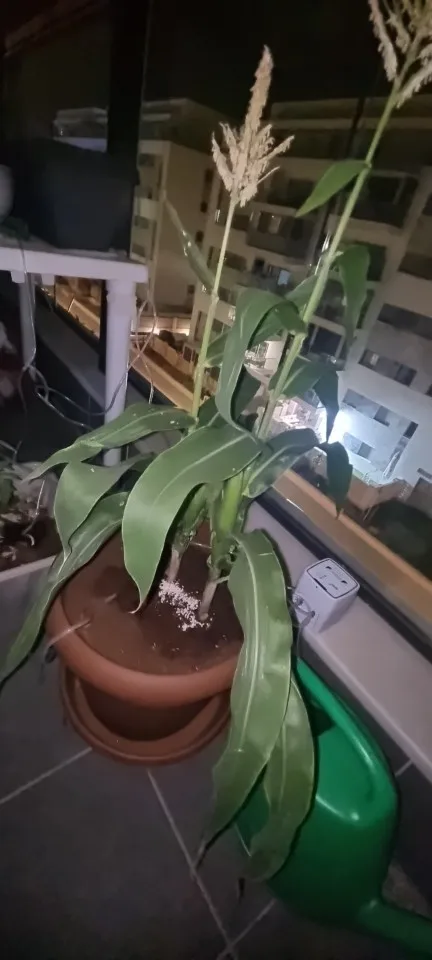 WIFI Intelligent Watering Device Double Pump Timed Automatic Drip Irrigation System Remote APP Controller for Garden Terrace photo review