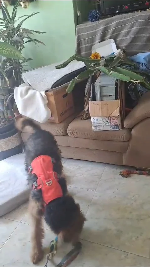 Arnés Duradero Para Perro