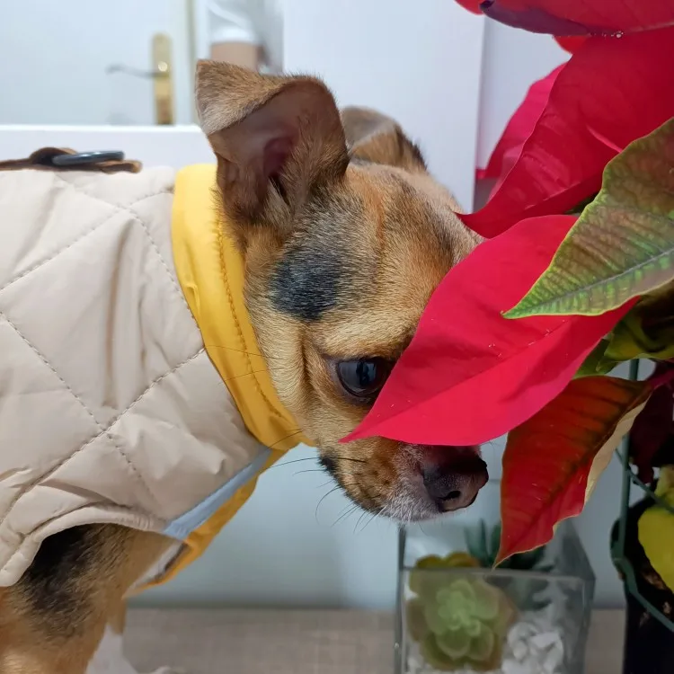 Warm Paws Winter Vest,  Cozy, Waterproof, and Reflective for Dogs of All Sizes photo review