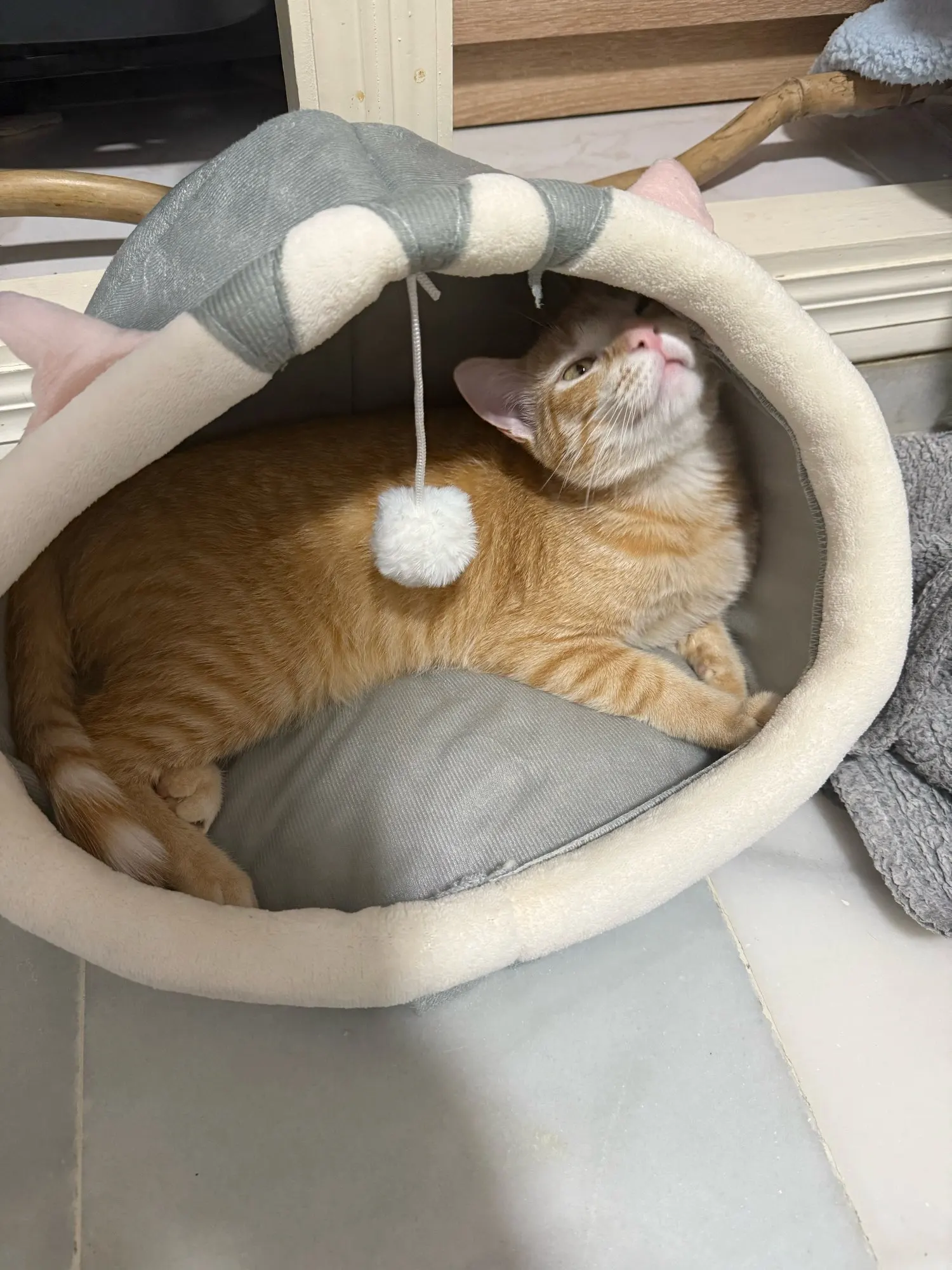 Cama para gatos de sueño profundo, cama para mascotas de dibujos animados, plegable, extraíble, lavable, cama para mascotas, alfombrilla para perros pequeños, bolsa, cueva, cama para gatos photo review