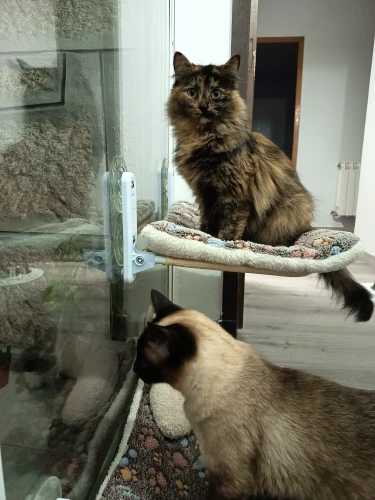 Hanging Cat Bed Pet Cat Hammock Aerial Cats Bed House Kitten Climbing Frame Sunny Window Seat Nest Bearing 20kg Pet Accessories photo review