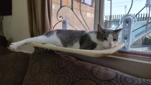 Hanging Cat Bed Pet Cat Hammock Aerial Cats Bed House Kitten Climbing Frame Sunny Window Seat Nest Bearing 20kg Pet Accessories photo review