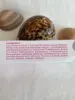 Изображение товара 2
