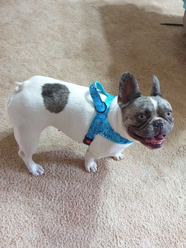 Printed Paws Harness, Fashionable, Safe, and Comfortable for Medium to Large Breeds photo review