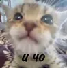 Изображение товара 5