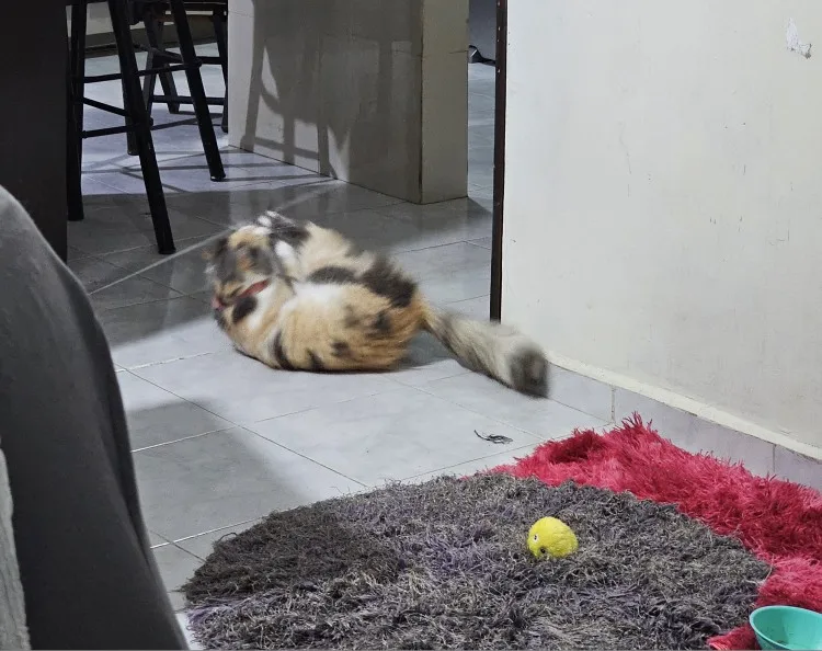 Juguete  Interactivo Colgante Para Gato