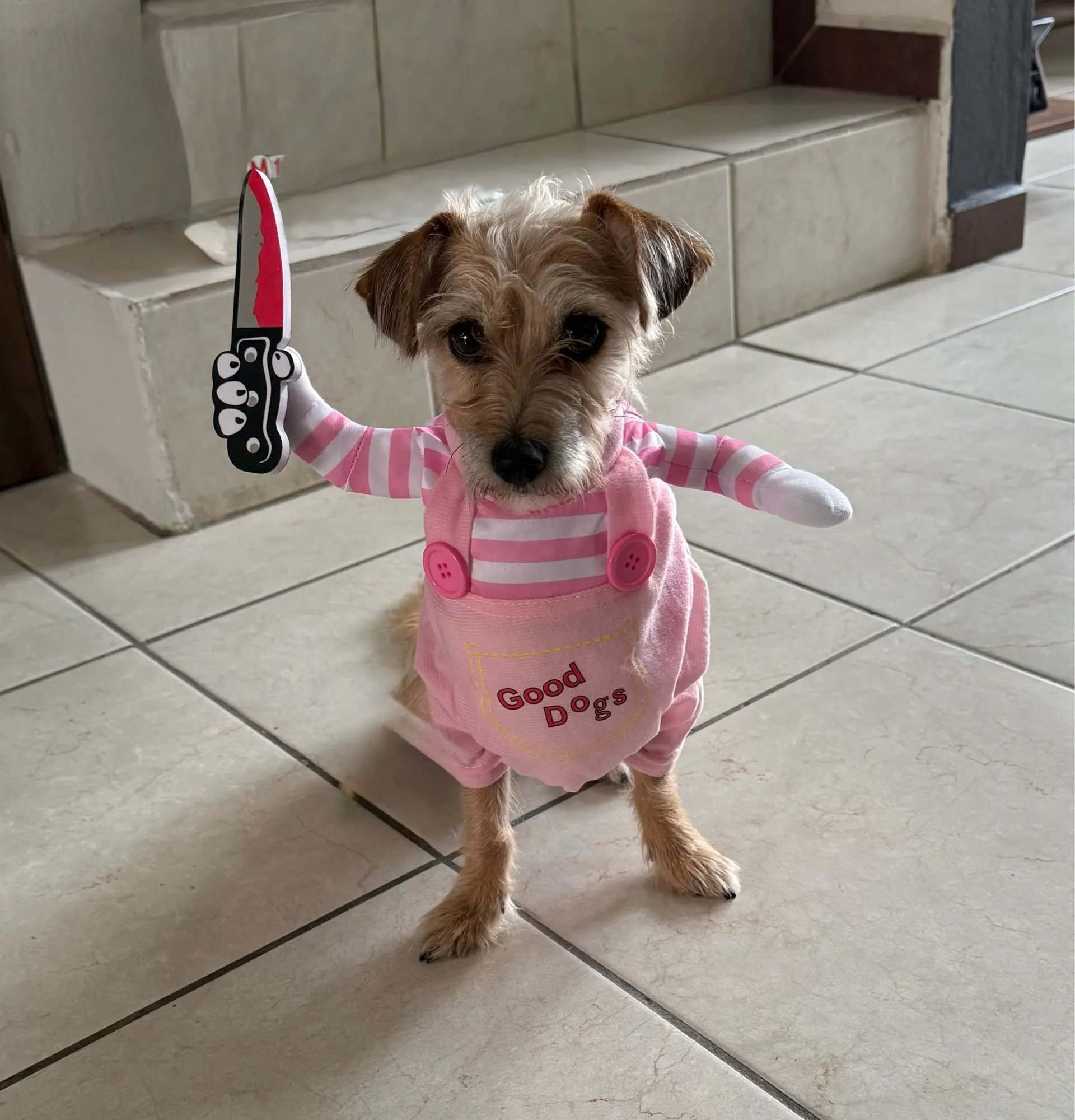 Halloween Funny Dog Clothes Small Medium Large Dogs Cat Cosplay Pets Dress Up Puppy Pullover Chihuahua Costume Party Pet Outfits