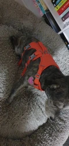 Arnés Duradero Para Perro