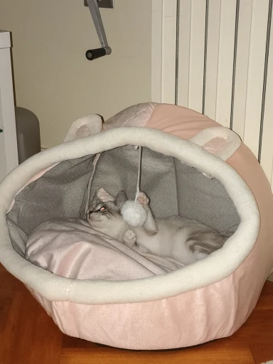 Cama para gatos de sueño profundo, cama para mascotas de dibujos animados, plegable, extraíble, lavable, cama para mascotas, alfombrilla para perros pequeños, bolsa, cueva, cama para gatos photo review