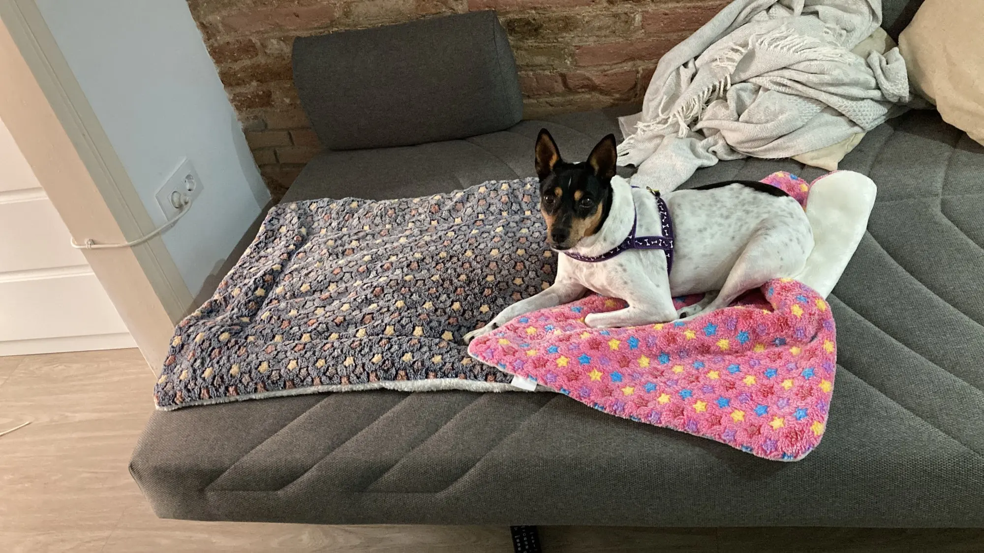 Cozy Calming Cat Blanket Basple