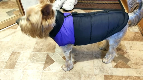 Black Coat For Dog - Modern And Waterproof Design photo review