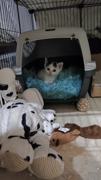 Super Soft Fluffy Pet Blankets photo review