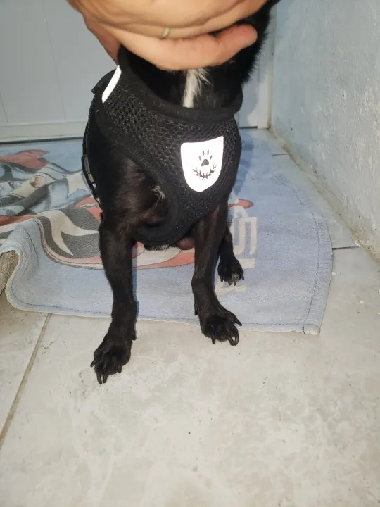 Summer Cat Dog Harness Lead Leash Adjustable Vest Polyester Mesh photo review