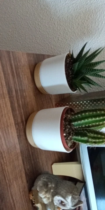 Self-Watering Double-Layer Succulent Planter – Automatic Water Absorption Pot photo review
